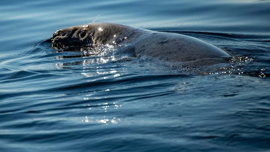 Tadoussac/Charlevoix: VIP Lounge OR UpperDeck Whale Watching - Prince Shoal Light and the coastal route