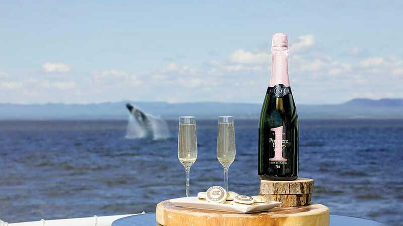 Tadoussac/Charlevoix: VIP Lounge OR UpperDeck Whale Watching - What you might see, and what you might not