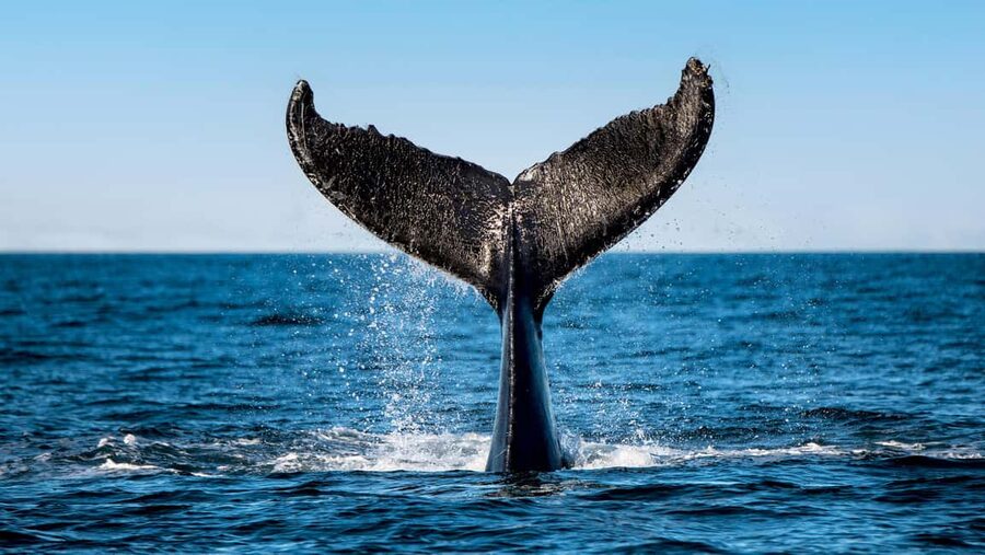 Tadoussac/Charlevoix: VIP Lounge OR UpperDeck Whale Watching - Guides, service, and onboard comfort
