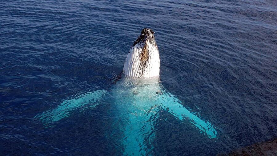 Tadoussac/Charlevoix: VIP Lounge OR UpperDeck Whale Watching - Setting out from Tadoussac or Baie-Ste-Catherine