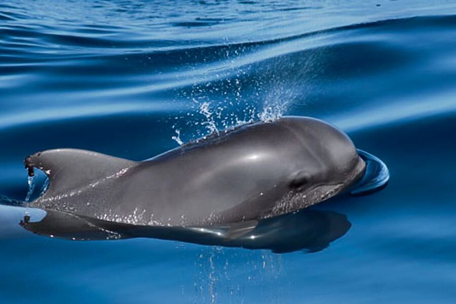Tenerife: Luxury Private Whale & Dolphin Watching Tour - Anchoring in a secluded bay for swimming