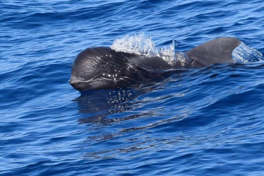 Tenerife: Luxury Private Whale & Dolphin Watching Tour - Watching pilot whales soon after departure