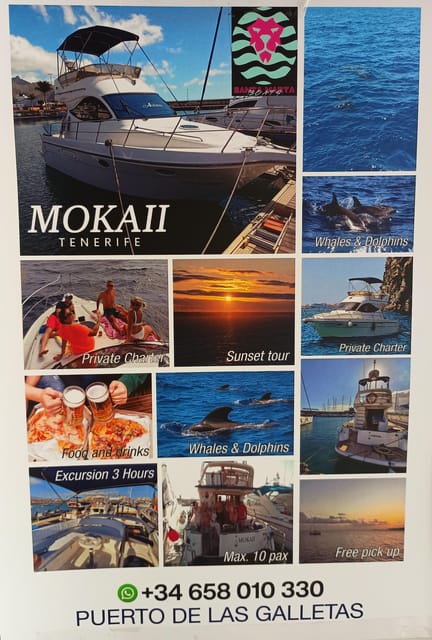 Tenerife south: safari with luxury boat , animals encounters - Whale watching along Tenerife’s south coast