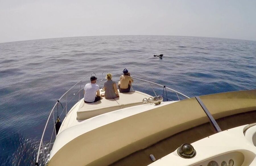 Tenerife: Whales and Snorkeling Tour on a Luxury Yacht - Seasickness and other practical points
