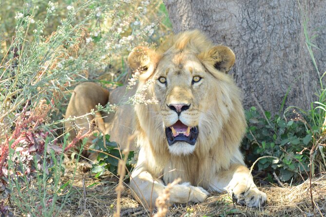 The Best 4 Days 3-Night Tanzania Private Luxury Big-5 Safari Tour - The vehicle, guide, and daily comfort