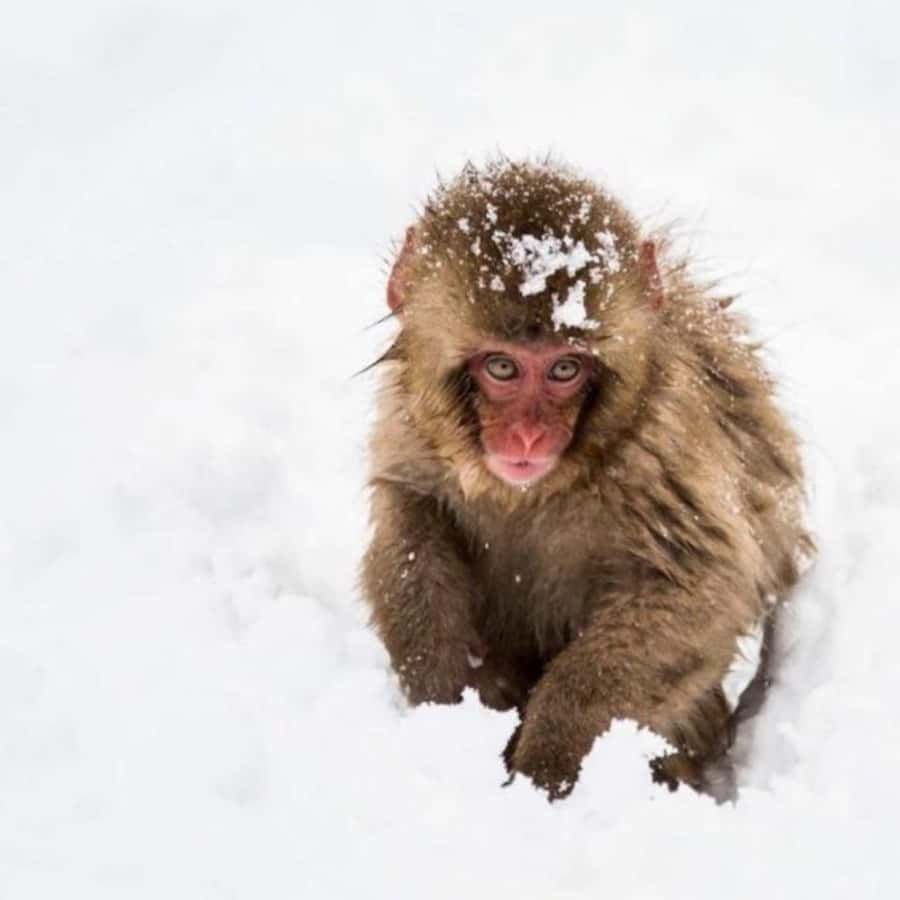 Tokyo: Luxury Snow Monkey Park Private Tour In Land Cruiser - The main appeal: monkeys, temple, and your own vehicle