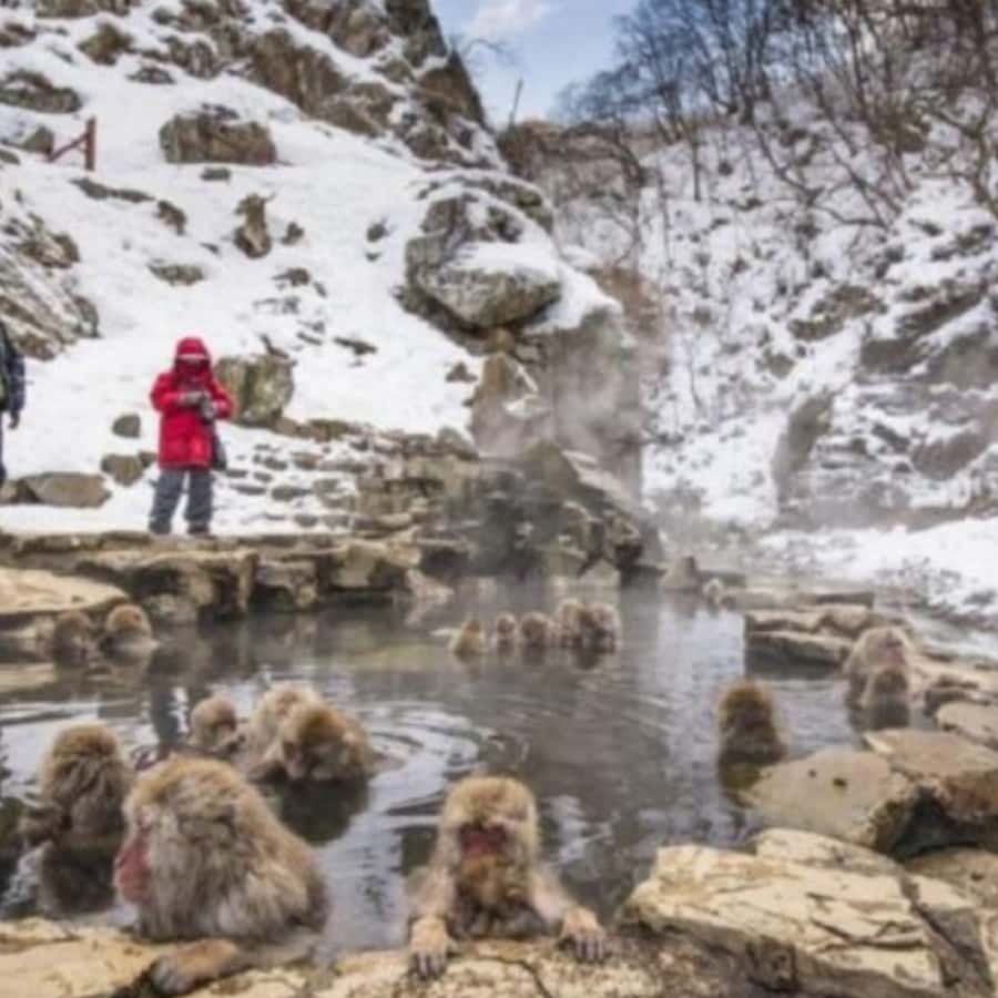 Tokyo: Luxury Snow Monkey Park Private Tour In Land Cruiser - Zenkoji Temple after the mountain visit