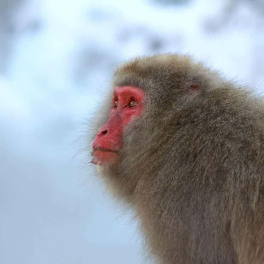 Tokyo: Luxury Snow Monkey Park Private Tour In Land Cruiser - Who should book this day trip?