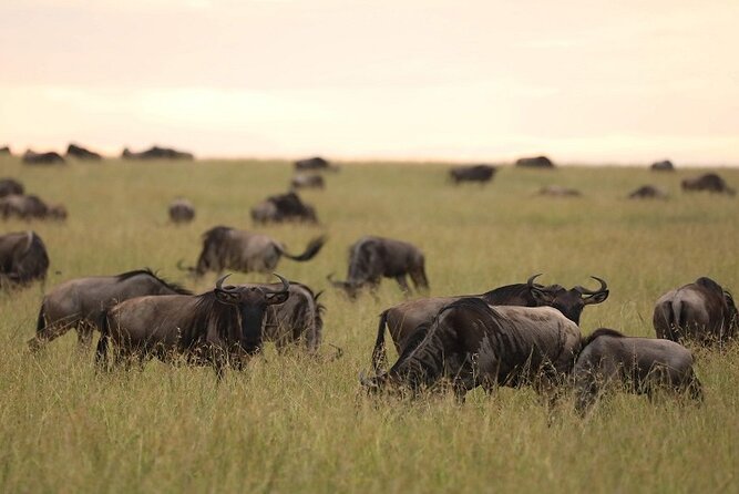 Top Best 5 Days Tanzania Luxury Safari to Serengeti - Day Four: Wildlife in the Ngorongoro Crater
