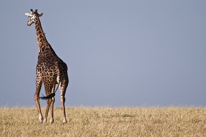 Top Best 5 Days Tanzania Luxury Safari to Serengeti - Day Three: A Full Serengeti Game Drive