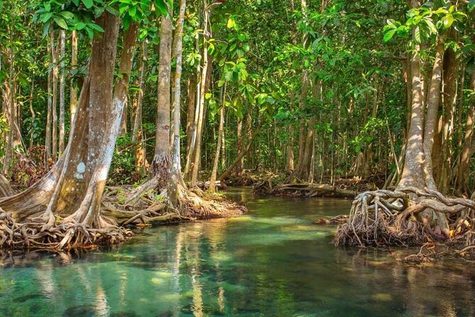 Vam Sat Mangrove Forest - VIP Private Tour - A quiet canoe trip to the bat colony