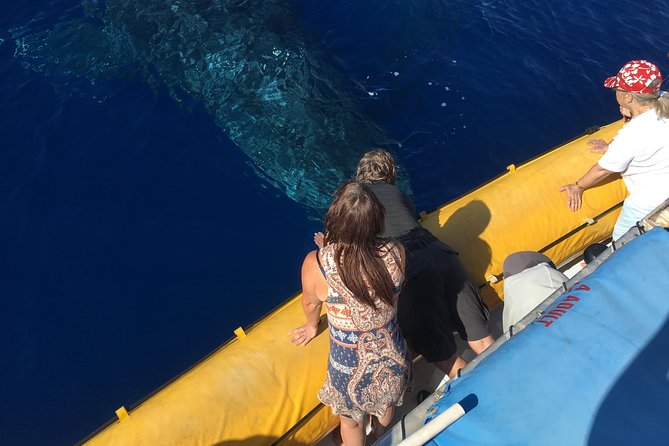 VIP (12 Guests ONLY) Ultimate Whale Watch - Key details before you book