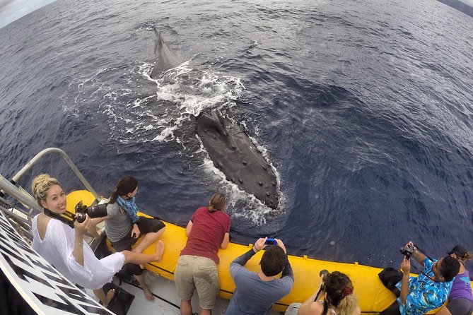 VIP (12 Guests ONLY) Ultimate Whale Watch - Leaving Lahaina for the humpback grounds