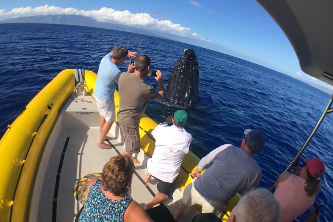 VIP (12 Guests ONLY) Ultimate Whale Watch - The marine naturalist and the hydrophone