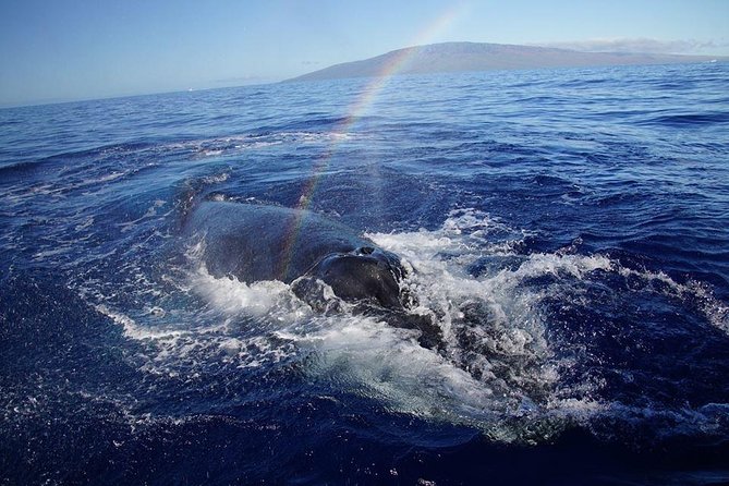 VIP (12 Guests ONLY) Ultimate Whale Watch - What a typical two-hour trip may include