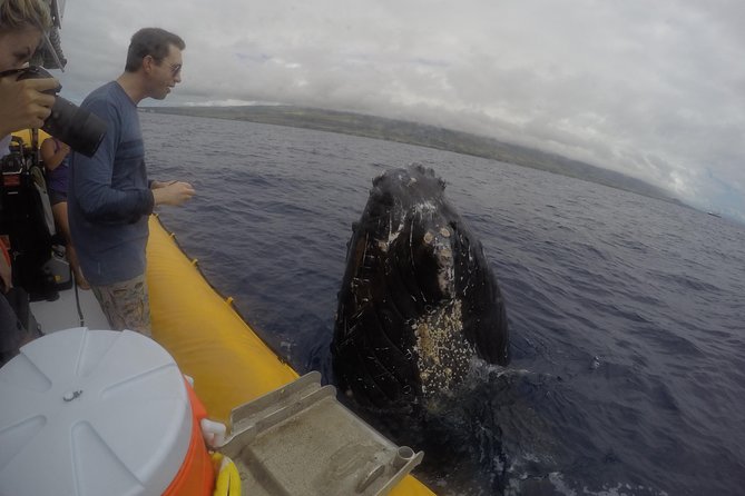 VIP (12 Guests ONLY) Ultimate Whale Watch - The best season and the whale guarantee