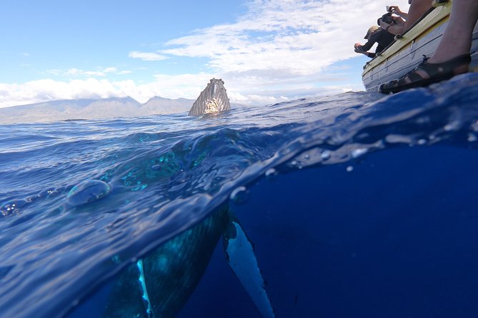 VIP (12 Guests ONLY) Ultimate Whale Watch - Is $125 a fair price?