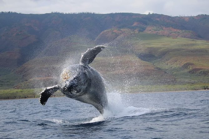VIP (12 Guests ONLY) Ultimate Whale Watch - Seeing whales from a low-to-the-water raft