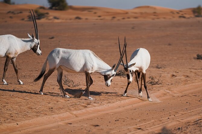 VIP Dubai Sunset Desert Safari: Camel Ride, BBQ, Unlimited Spirit - Evening entertainment keeps the camp lively
