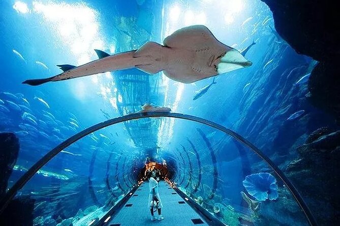 VIP Experience Dubai Aquarium & Underwater Zoo-As per Selection - Inside Dubai Mall, the aquarium feels unexpectedly large