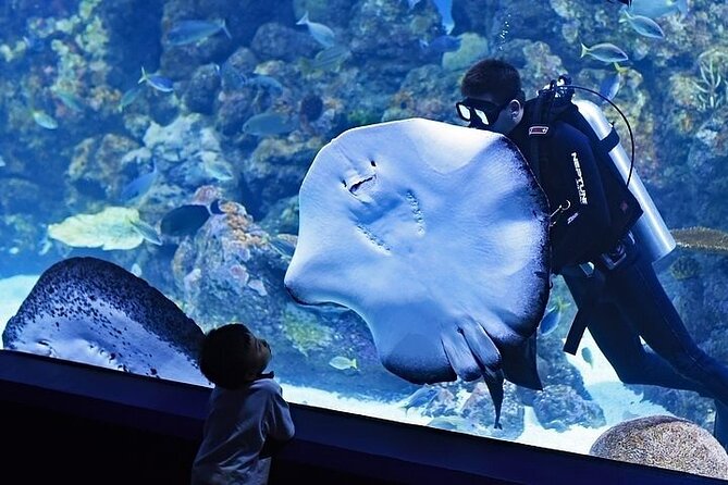 VIP Experience Dubai Aquarium & Underwater Zoo-As per Selection - The Underwater Zoo adds animals beyond the main tank