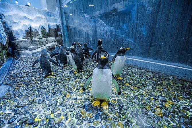 VIP Experience Dubai Aquarium & Underwater Zoo-As per Selection - What the VIP label really means