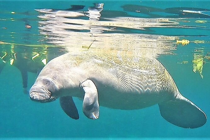 VIP Private Boat Manatee Snorkel Tour with In-Water Guide and Photograper - Meeting the manatees in their habitat