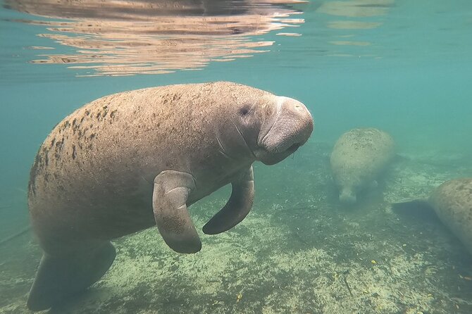 VIP Private Boat Manatee Snorkel Tour with In-Water Guide and Photograper - Arriving at Salty Siren Tours