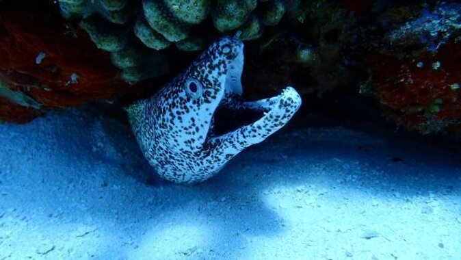 VIP Private Glass Bottom Boat and Snorkeling, 3 Reefs in Cozumel - The details that matter most