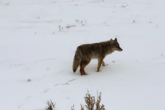 VIP Private North Yellowstone National Park Winter Excursion - Key points to know before booking