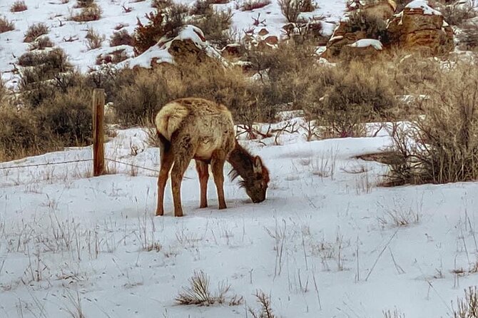 VIP Private North Yellowstone National Park Winter Excursion - Mammoth Hot Springs shows Yellowstone’s restless geology