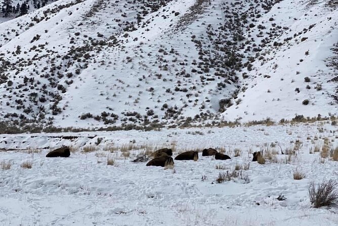 VIP Private North Yellowstone National Park Winter Excursion - Slough Creek offers a taste of Lamar Valley