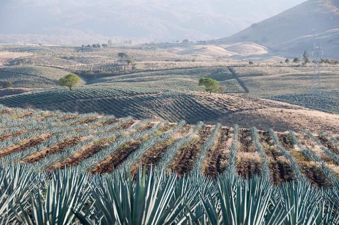 VIP Tequila Night Tour with Dinner and Tasting - What makes this evening tour worth considering