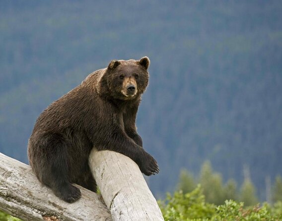 VIP Tour from Anchorage to Alaska Wildlife Conservation Center - Key points at a glance