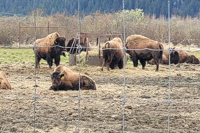 VIP Tour from Anchorage to Alaska Wildlife Conservation Center - Why this short Anchorage outing works