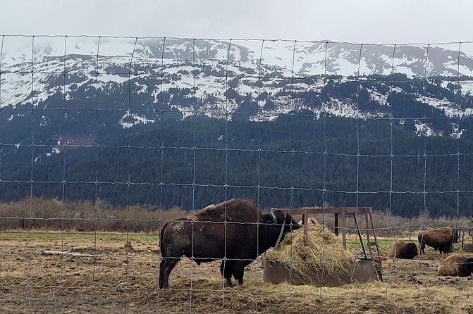 VIP Tour from Anchorage to Alaska Wildlife Conservation Center - Bird Creek offers a quick look at Alaska camping