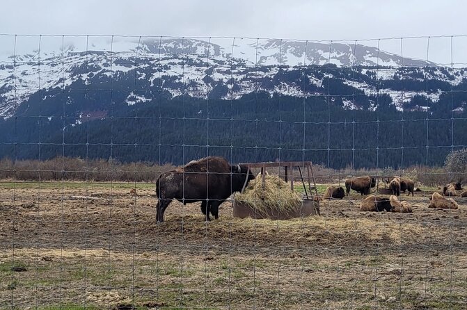 VIP Tour from Anchorage to Alaska Wildlife Conservation Center - Two hours among Alaska’s rescued animals