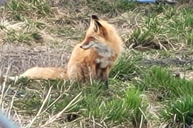 VIP Tour from Anchorage to Alaska Wildlife Conservation Center - What Martin adds to the visit