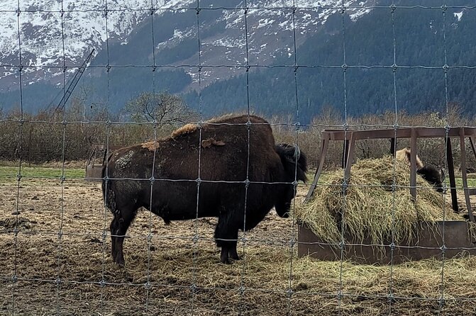 VIP Tour from Anchorage to Alaska Wildlife Conservation Center - Is $178 a fair price?