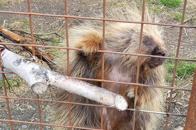 VIP Tour from Anchorage to Alaska Wildlife Conservation Center - Timing, pickup, and what to bring