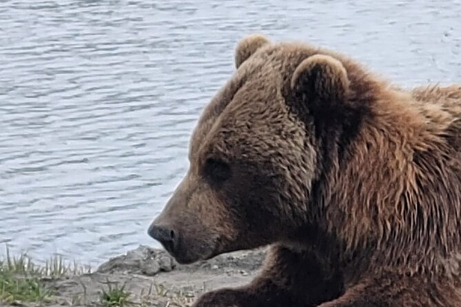VIP Tour from Anchorage to Alaska Wildlife Conservation Center - Who will enjoy this most?