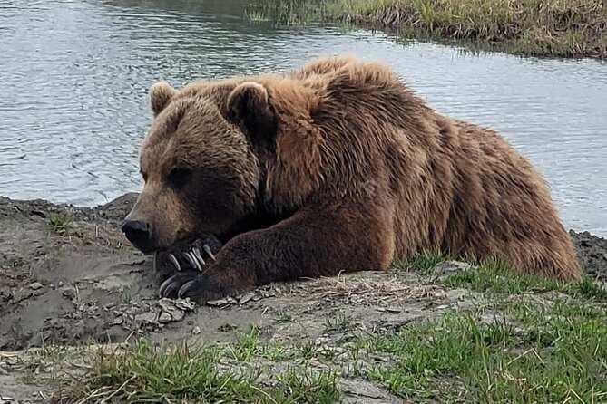 VIP Tour from Anchorage to Alaska Wildlife Conservation Center - The drive from Anchorage to the conservation center