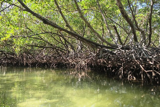 VIP tour to Paradise Island & The Mangroves - What the $158.98 price includes