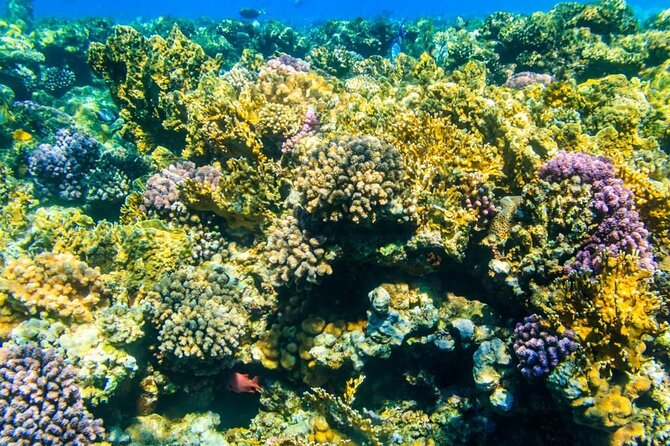 VIP -White Island & Ras Mohamed Snorkel Excursion - Three stops give you more chances in the water
