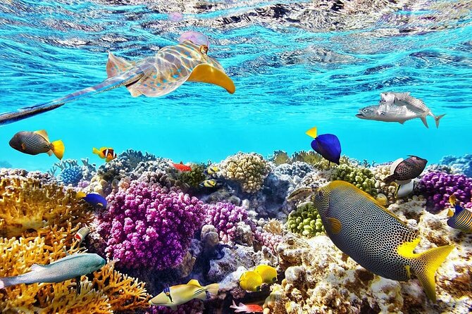 VIP -White Island & Ras Mohamed Snorkel Excursion - The boat makes the long day easier