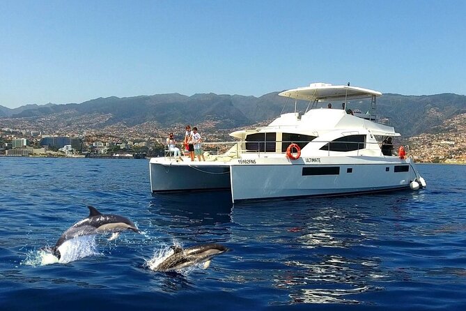 VipDolphins Luxury Whale Watching - Key points before you book