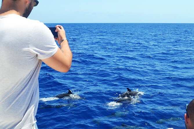 VipDolphins Luxury Whale Watching - Is $95.53 good value?