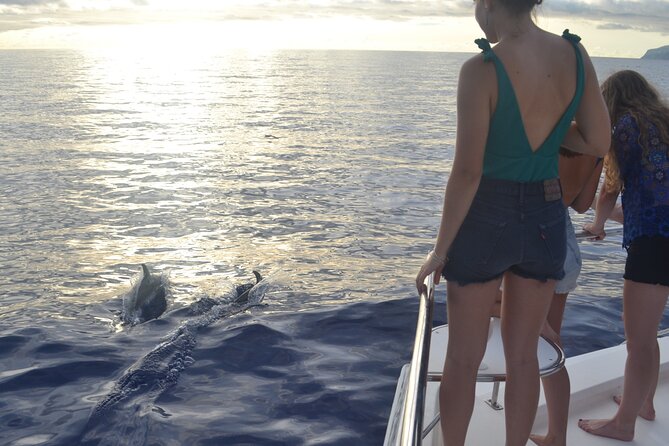 VipDolphins Luxury Whale Watching - Who will enjoy this most?