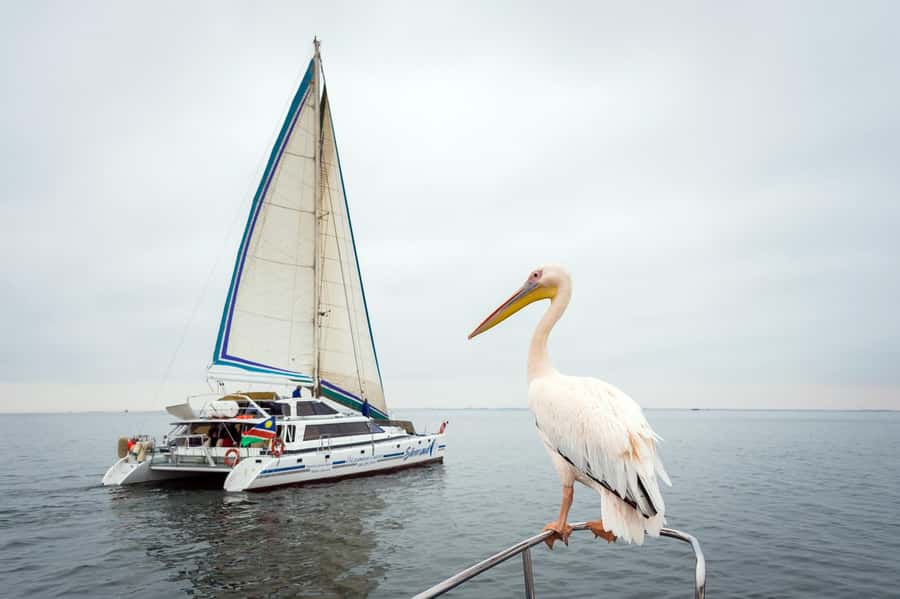Walvis Bay: Marine Big 5 Luxury Catamaran Tour - Six things to know before you sail