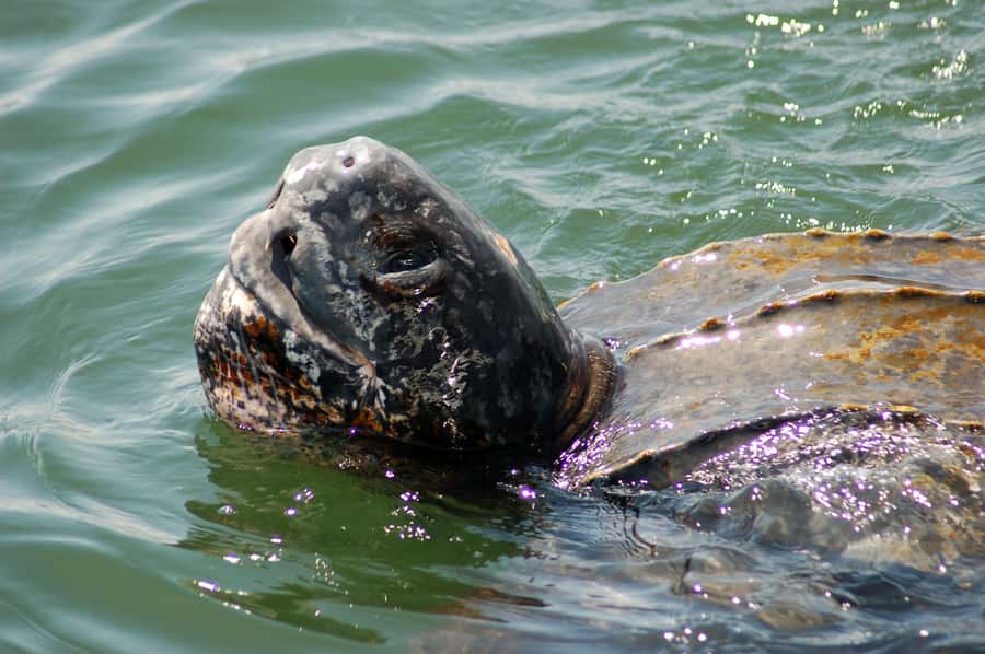 Walvis Bay: Marine Big 5 Luxury Catamaran Tour - Starting at Walvis Bay Waterfront